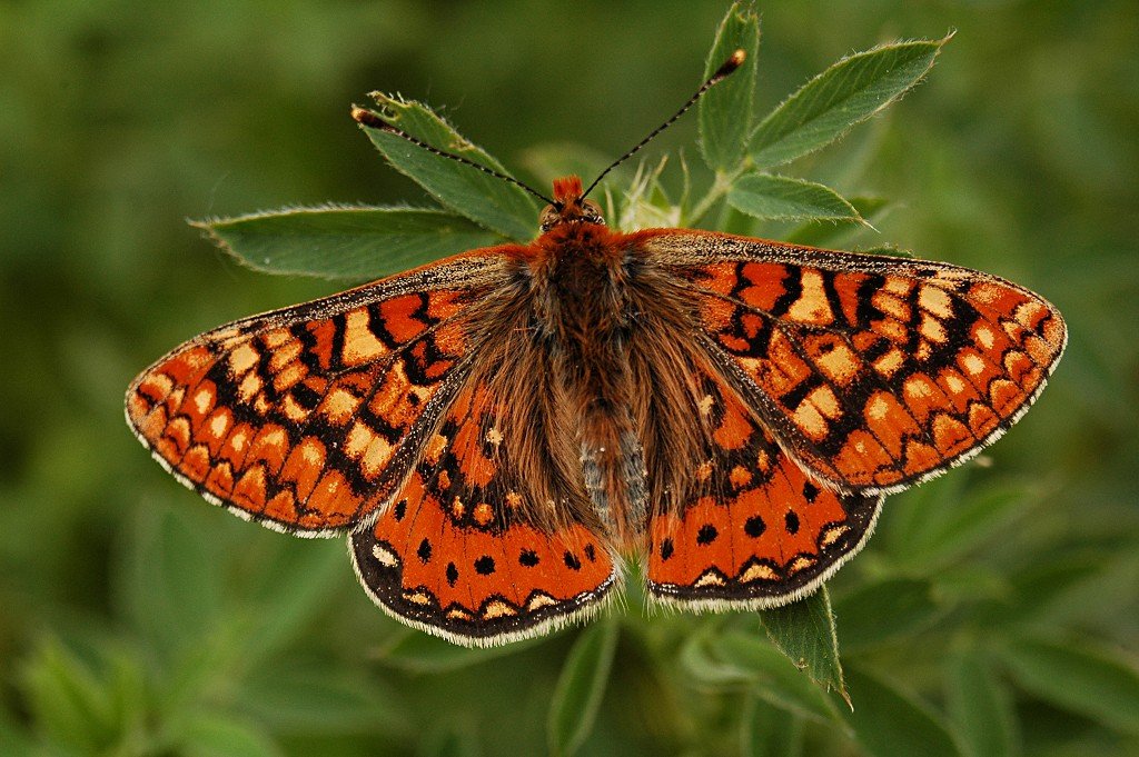 Euphydryas aurinia